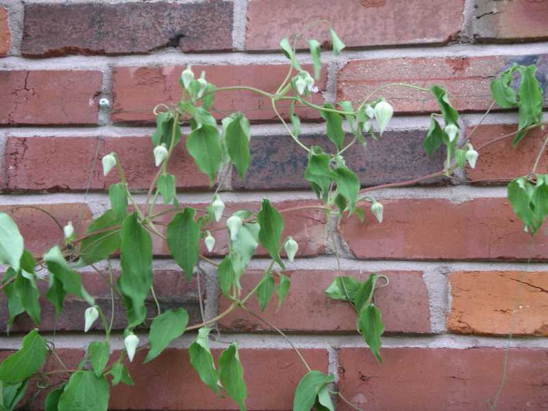 Clematis Wilt